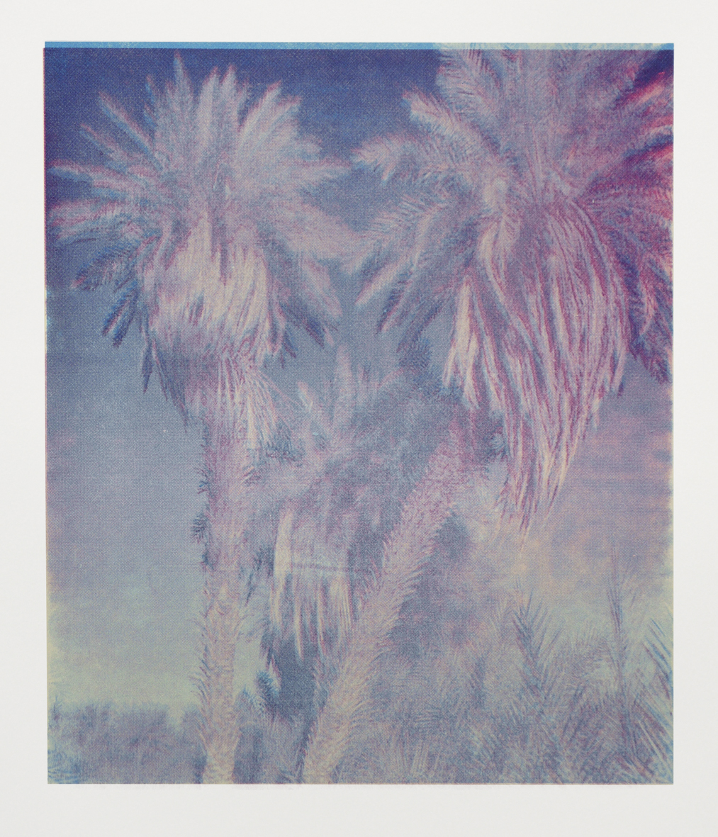 Palm Trees of Iraq